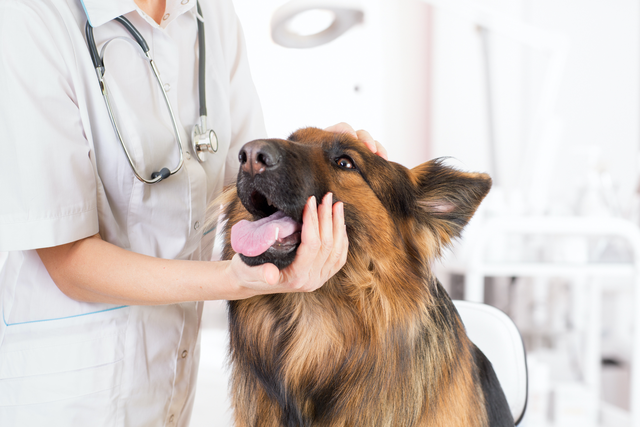 Early Disease Detection: How to Keep Your Northern Westchester Pet Healthy