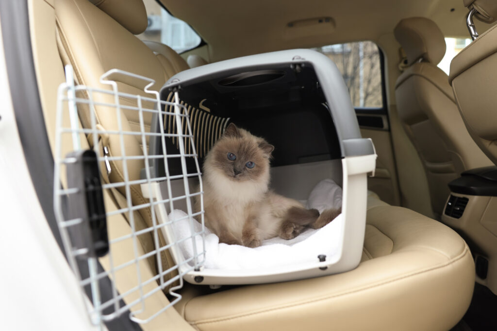 best way for pet to travel in the car