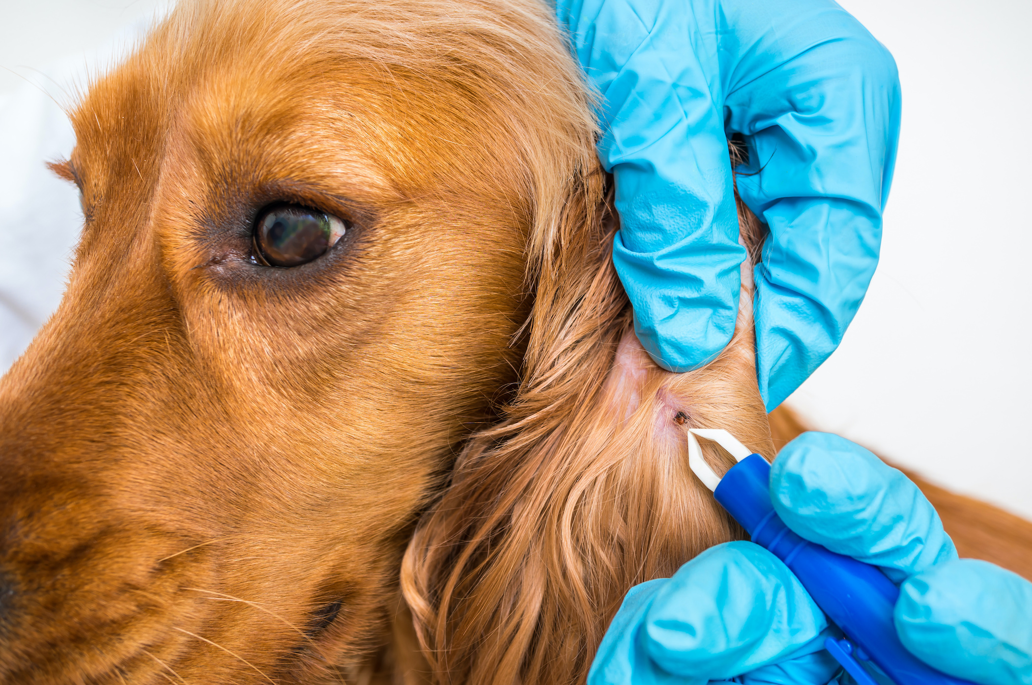 Tick Prevention and Safety Tips for Westchester Pet Owners